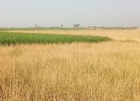 সাপাহারে প্রভাবশালী ভূমি দস্যুর রোষানলে পড়ে কয়েকটি অসহায় পরিবার সর্বশান্ত