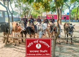 ৫৩ বিজিবির অভিযানে মনাকষা সীমান্তে ১০ ভারতীয় গরু আটক