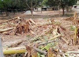 সাপাহারে ভাংচুর লুটপাট ও কলাবাগান কেটে ফেলার অভিযোগ 