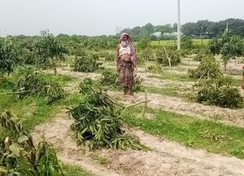 সাপাহারে বাগানের আম গাছ কেটে ফেলার অভিযোগ 