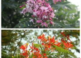 কৃষ্ণচূড়ার আগুনরাঙা হাসি, সোনাইলের শান্ত সৌন্দর্য বেরোবিতে