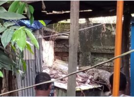 হাতিয়াতে গুইসাপ ভাসছিল পুকুরে, কুমির গুজবে তোলপাড়