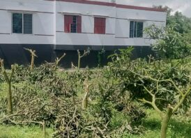 সাপাহারে ফলন্ত আম গাছ কেটে ফেলার অভিযোগ