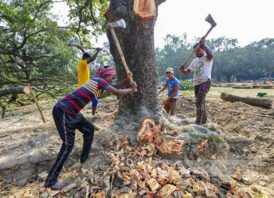 রাস্তার পাশের গাছ কেটে বসানো হচ্ছে পাইপ