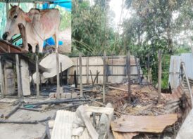 মাদারগঞ্জে কৃষকের গোয়াল ঘরে আগুন, অগ্নিদগ্ধ গরু, ছাগলের মৃত্যু