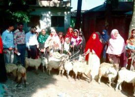 গোবিন্দগঞ্জে দরিদ্র নারীদের মাঝে ভেড়া বিতরণ