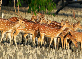 বিশ্ব প্রাণী দিবস আজ: প্রাণীরা ভালো থাকলে ভালো থাকে পৃথিবী
