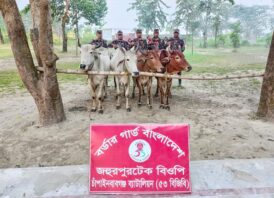 চাঁপাইনবাবগঞ্জে ৫৩ বিজিবির পৃথক অভিযানে ভারতীয় ০৮টি গরু জব্দ