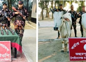 চাঁপাইনবাবগঞ্জ ব্যাটালিয়ন (৫৩ বিজিবি) কর্তৃক পৃথক পৃথক অভিযানে মদ ও গরু জব্দ