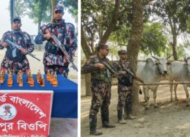 চাঁপাইনবাবগঞ্জ সীমান্তে ৫৩ বিজিবির পৃথক অভিযানে ভারতীয় মদ ও ১১ গরু জব্দ