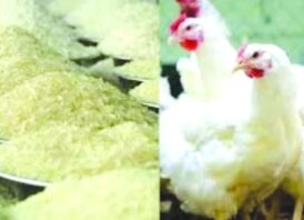 ঊর্ধ্বমুখী চাল ও মুরগির বাজার