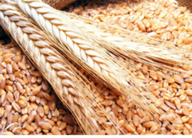 যুক্তরাষ্ট্র থেকে বছরে ৭ লাখ মেট্রিক টন গম কিনবে বাংলাদেশ