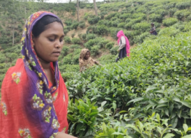 চা শ্রমিকের জীবনটাও যেন ২৬ ইঞ্চির চা গাছের মতোই
