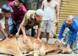 ঢাকায় ঈদের দ্বিতীয় দিনেও চলছে পশু কোরবানি