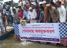 সাপাহার জবই বিলে মাছের পোনা অবমুক্ত