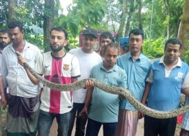 বোয়ালখালীতে জালে আটকে পড়ে ১২ ফুট দৈর্ঘ্যের অজগর